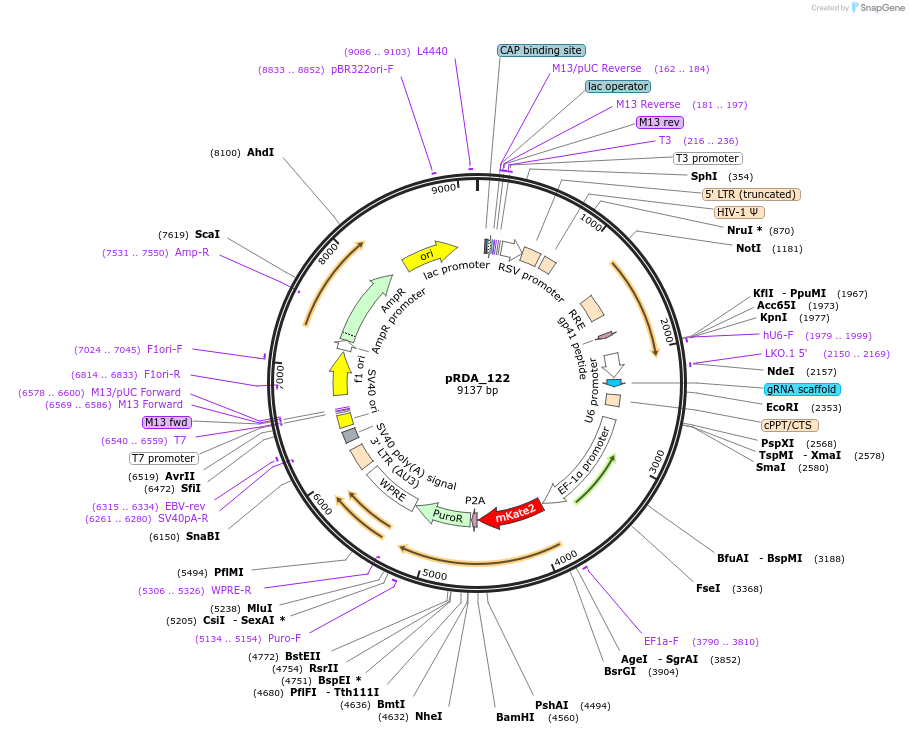 208095-plasmid-map-sequence-id-405878