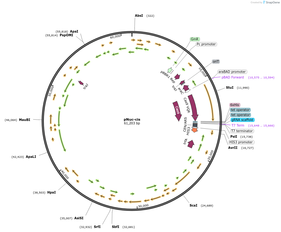 202796-plasmid-map-sequence-id-405894