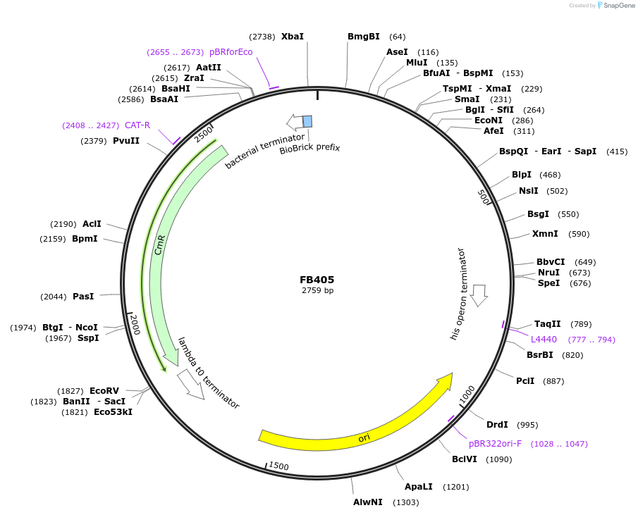 203626-plasmid-map-sequence-id-405899