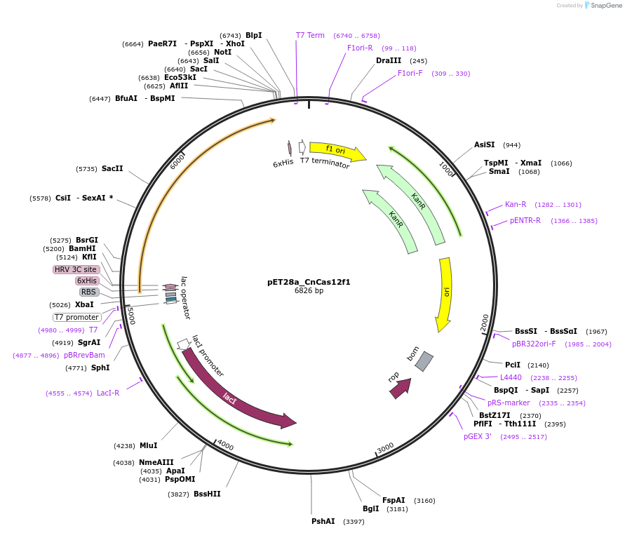 204996-plasmid-map-sequence-id-405900