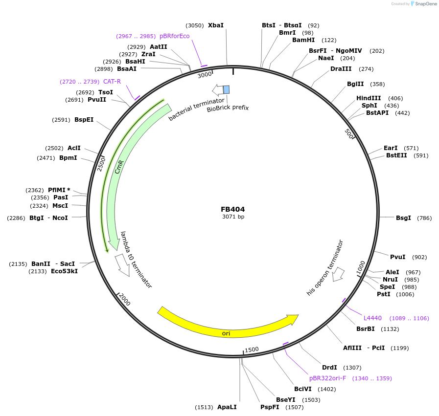 203625-plasmid-map-sequence-id-405923