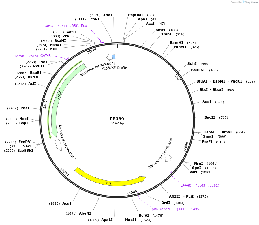 203624-plasmid-map-sequence-id-405924