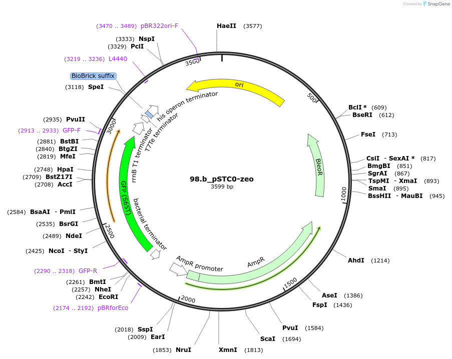 202333-plasmid-map-sequence-id-405926