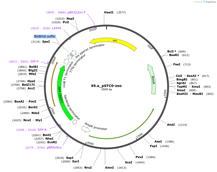 202334-plasmid-map-sequence-id-405927
