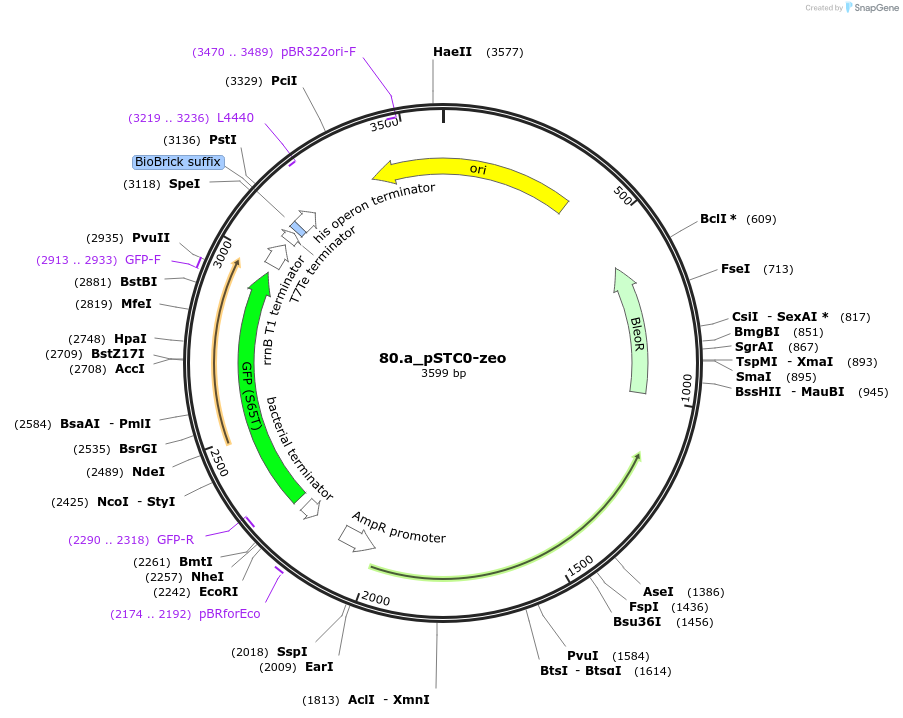 202338-plasmid-map-sequence-id-405941