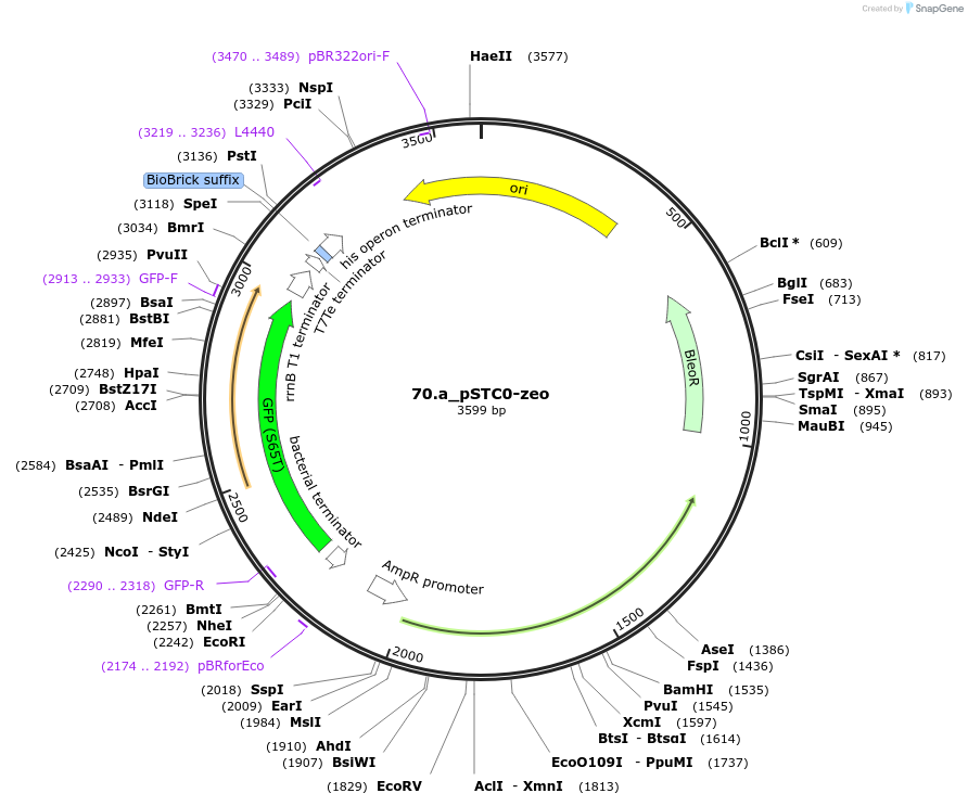 202340-plasmid-map-sequence-id-405946