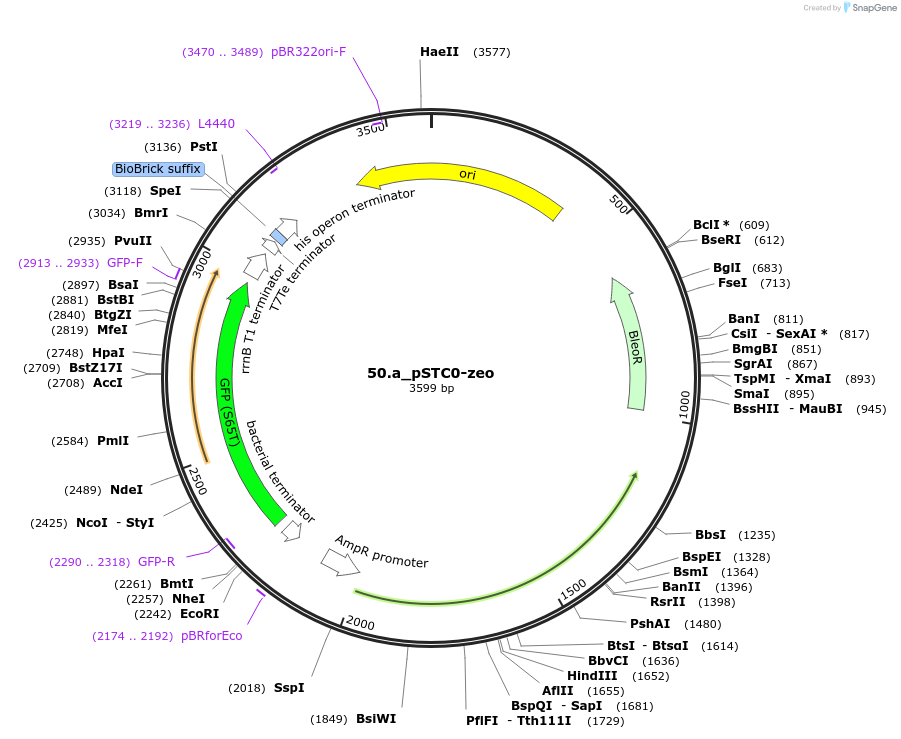 202342-plasmid-map-sequence-id-405960