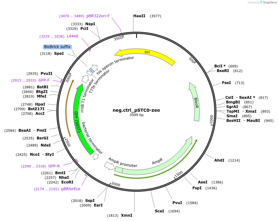 202350-plasmid-map-sequence-id-405962
