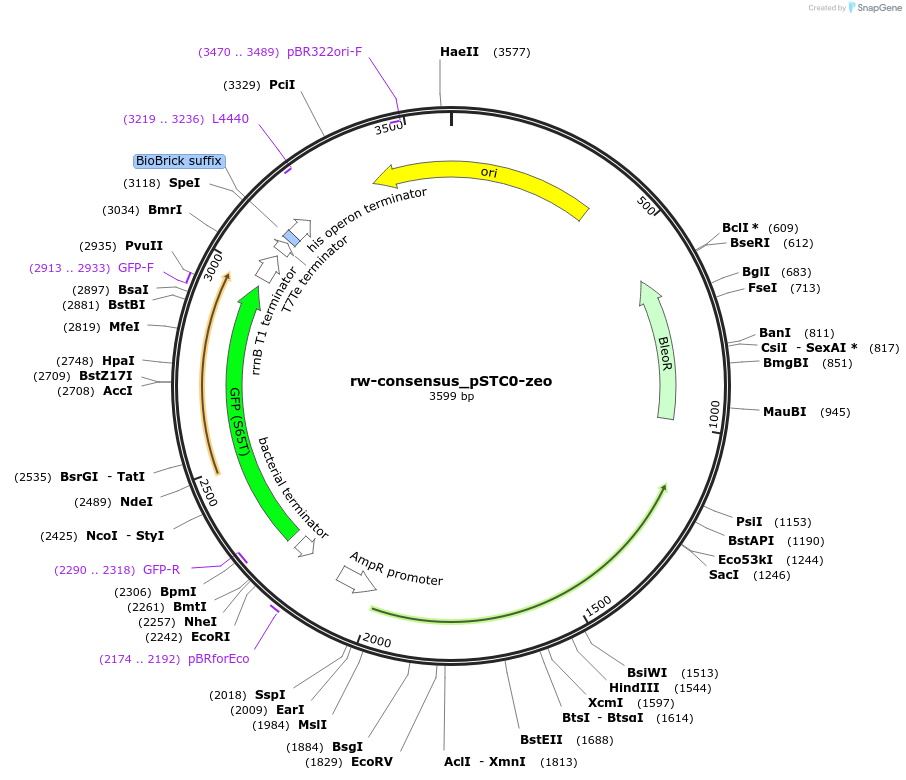 202349-plasmid-map-sequence-id-405963