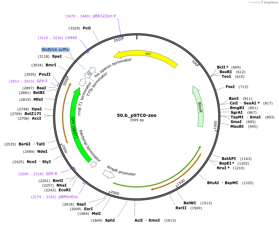 202343-plasmid-map-sequence-id-405964