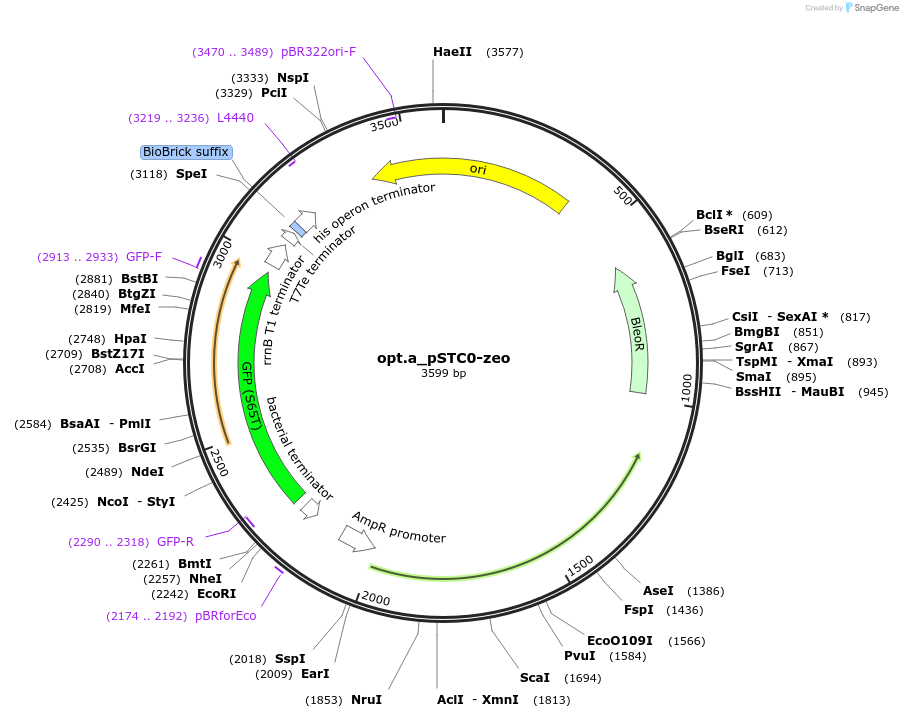 202347-plasmid-map-sequence-id-405971