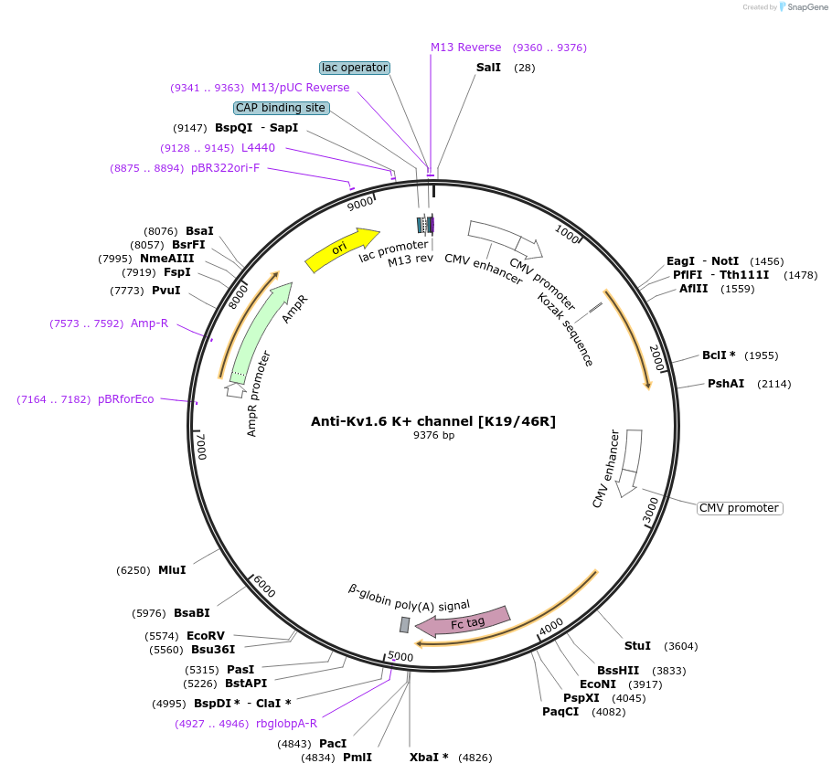 206603-plasmid-map-sequence-id-405976