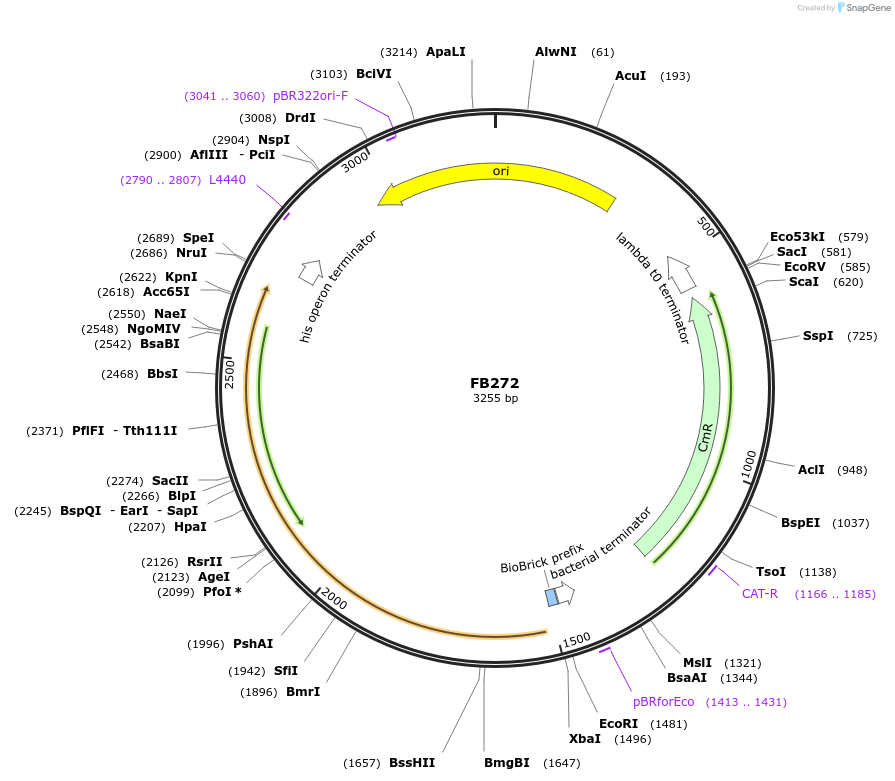 203611-plasmid-map-sequence-id-405983