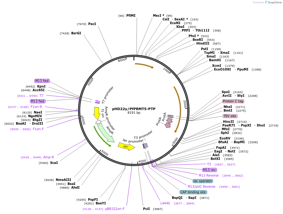 203160-plasmid-map-sequence-id-405995