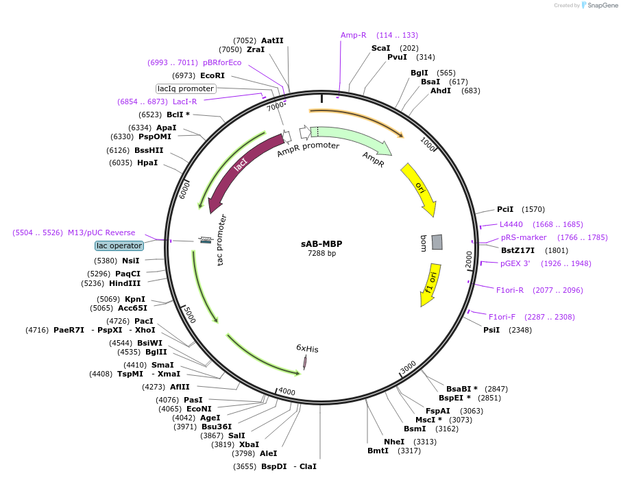 204736-plasmid-map-sequence-id-406137