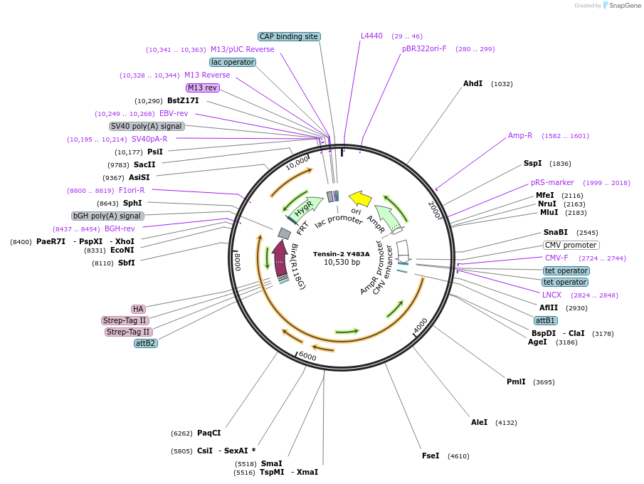 201796-plasmid-map-sequence-id-406138