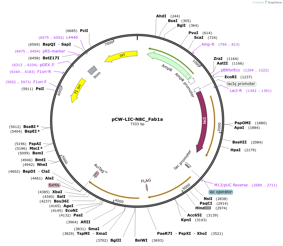 203687-plasmid-map-sequence-id-406143