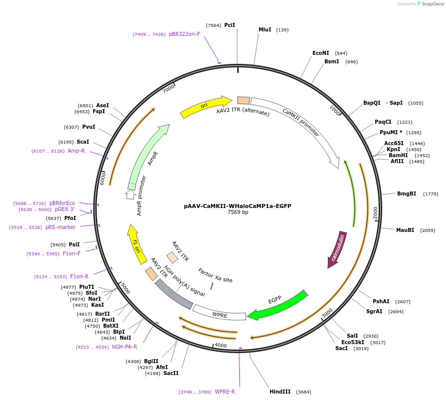 205309-plasmid-map-sequence-id-406151
