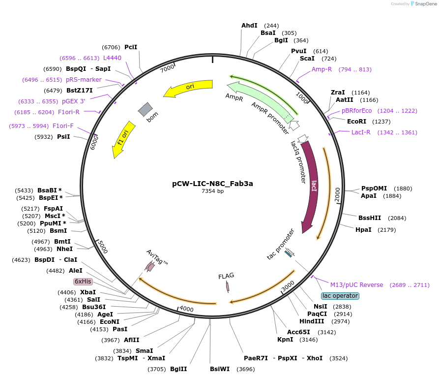 203689-plasmid-map-sequence-id-406161
