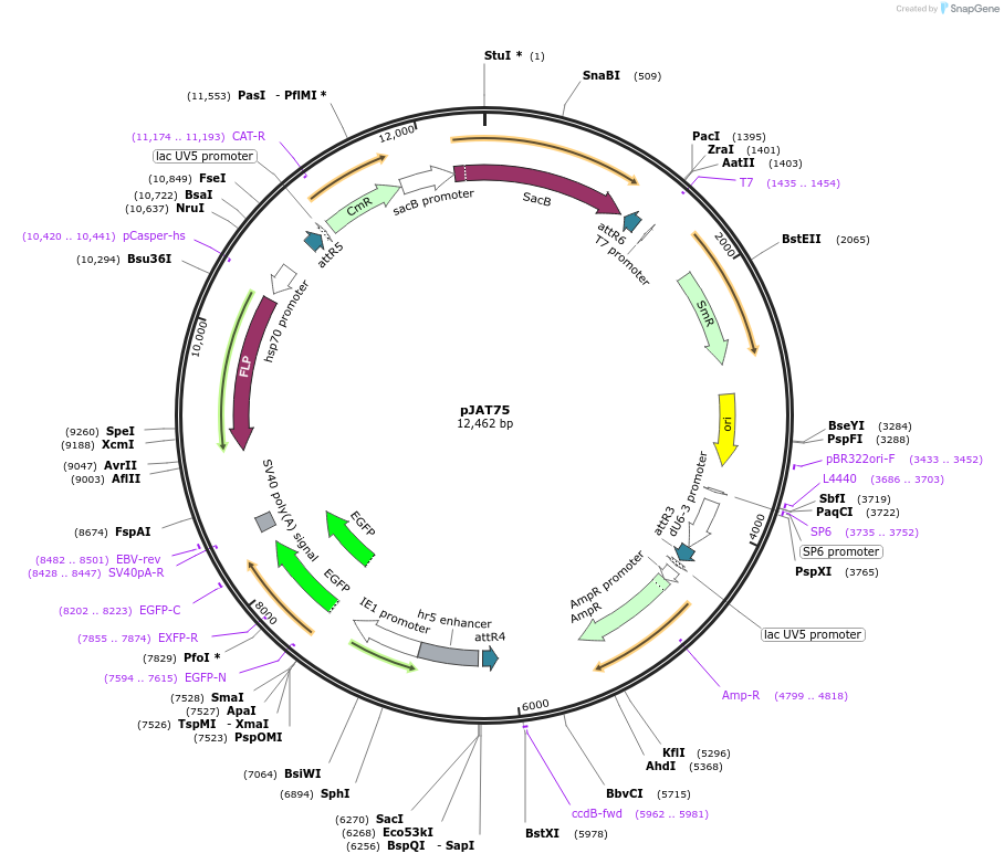 204306-plasmid-map-sequence-id-406175