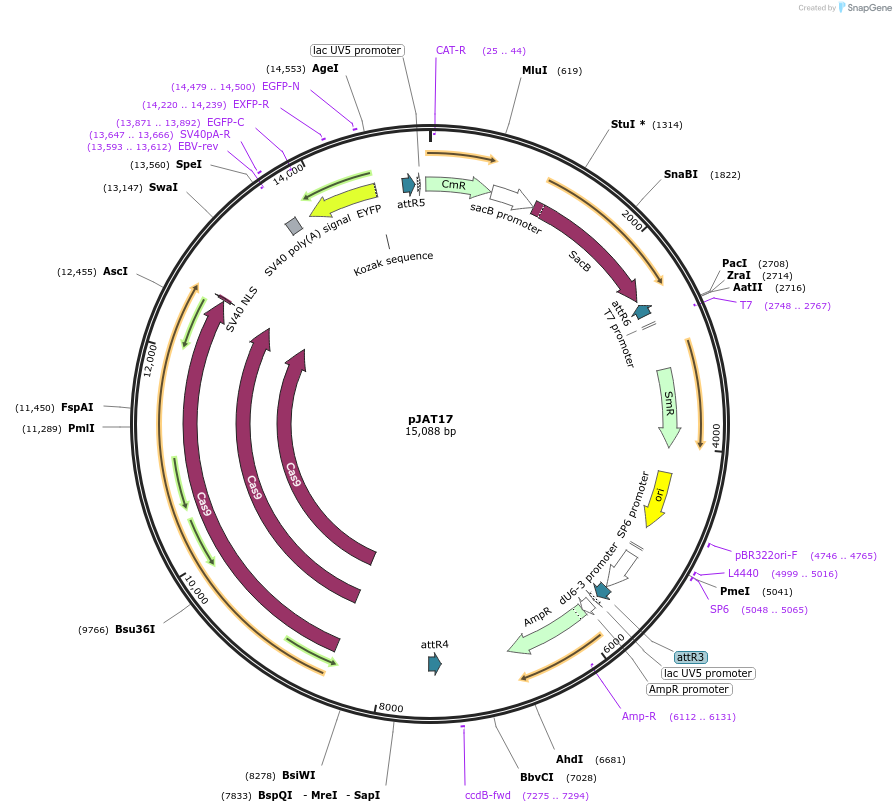 204298-plasmid-map-sequence-id-406176