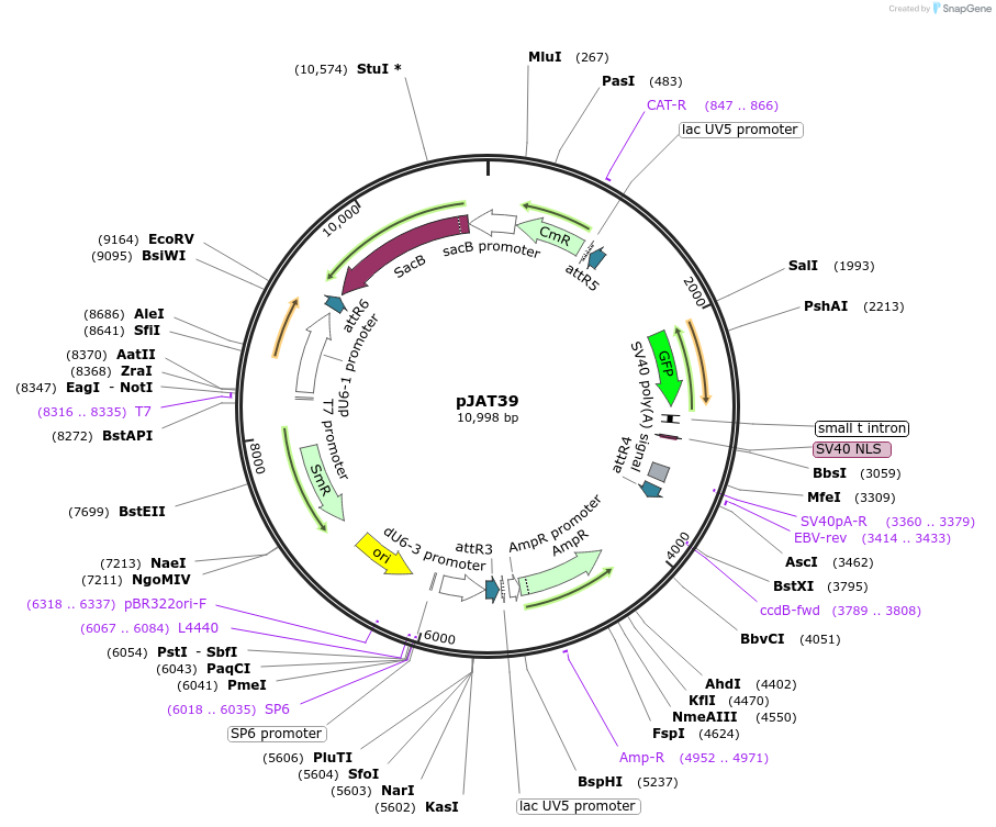 204289-plasmid-map-sequence-id-406181