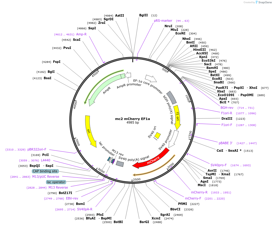 206225-plasmid-map-sequence-id-406183
