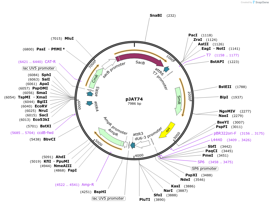 204296-plasmid-map-sequence-id-406186