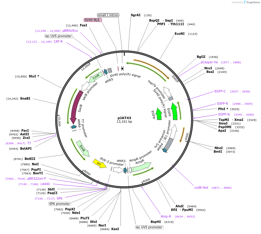 204299-plasmid-map-sequence-id-406188