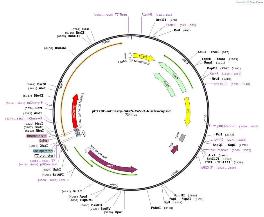 204403-plasmid-map-sequence-id-406192