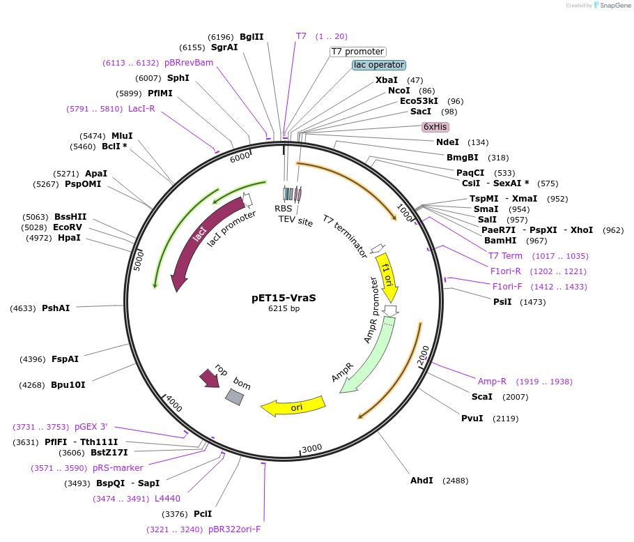 206332-plasmid-map-sequence-id-406196