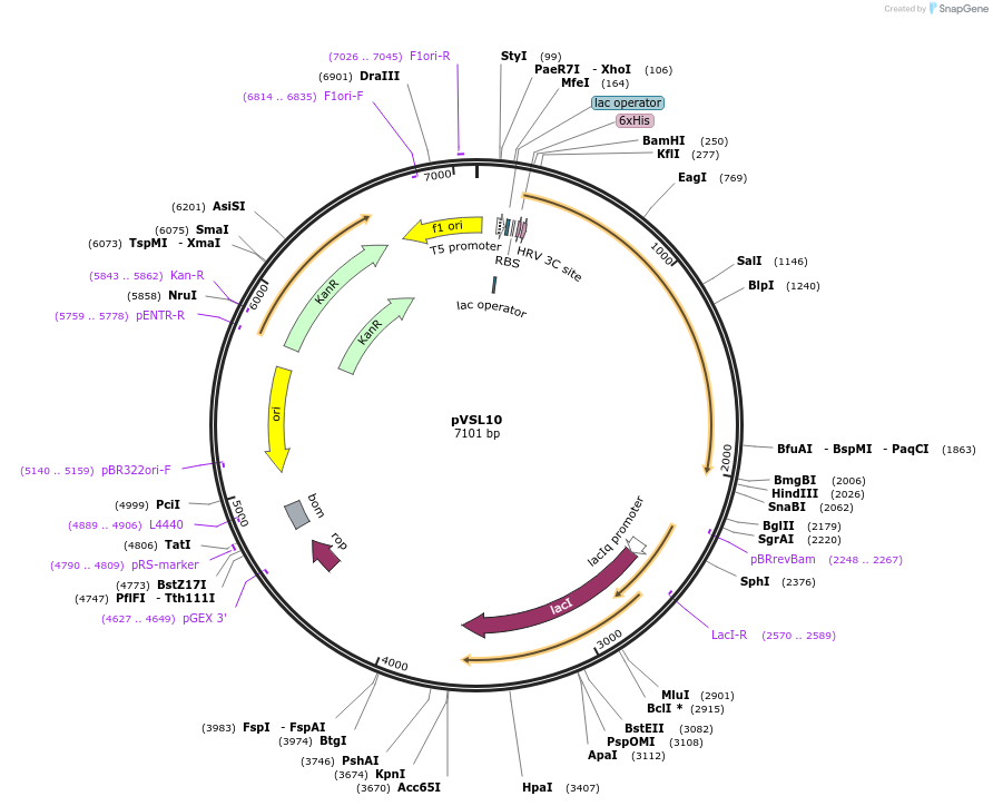 201182-plasmid-map-sequence-id-406202