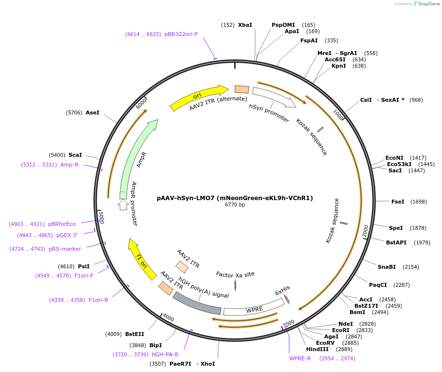 205097-plasmid-map-sequence-id-406217