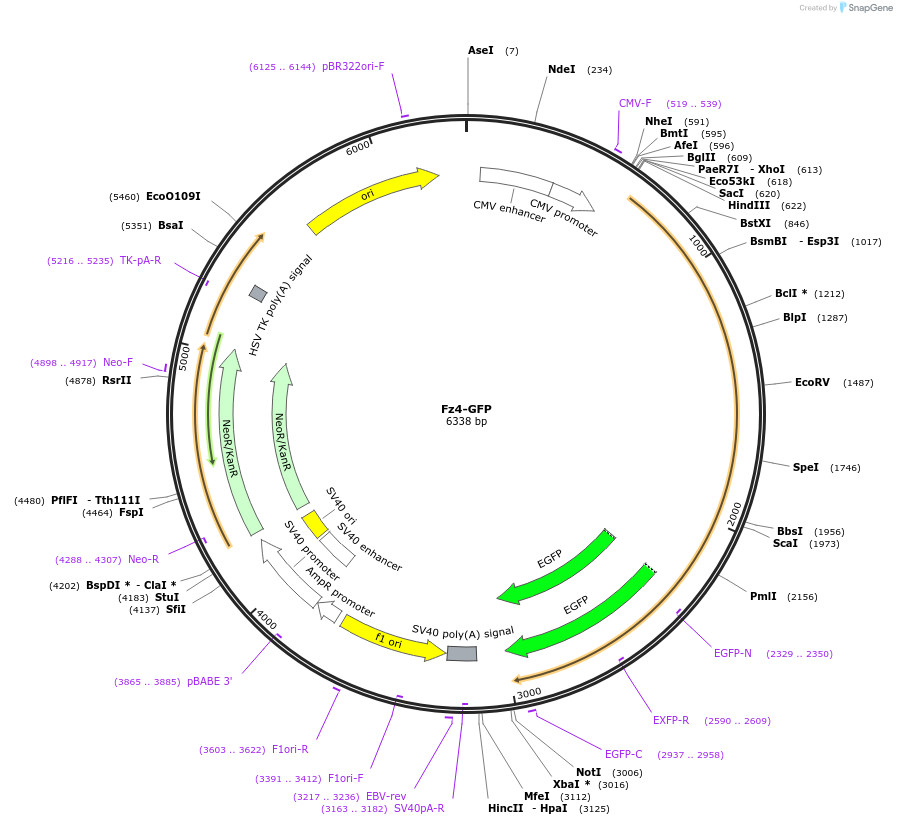 42197-plasmid-map-sequence-id-406221