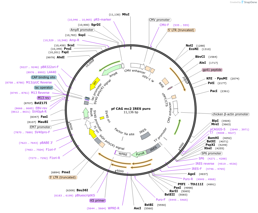 206233-plasmid-map-sequence-id-406225
