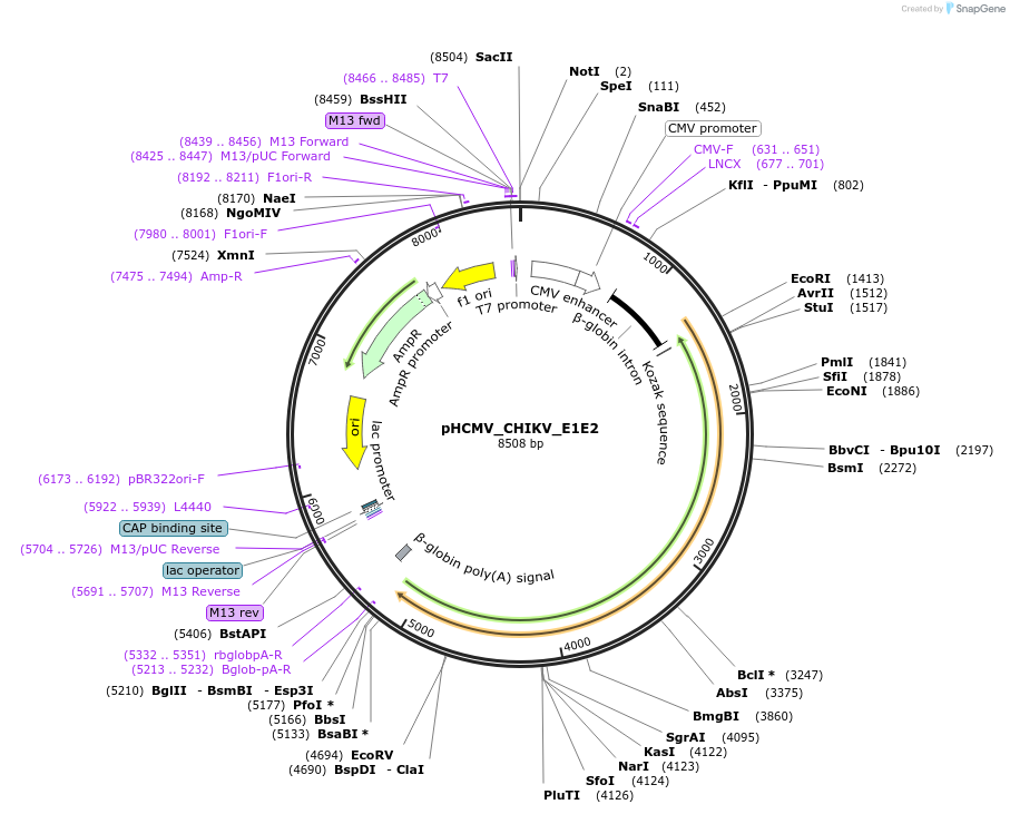 207261-plasmid-map-sequence-id-406228