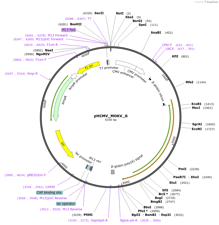 207294-plasmid-map-sequence-id-406230