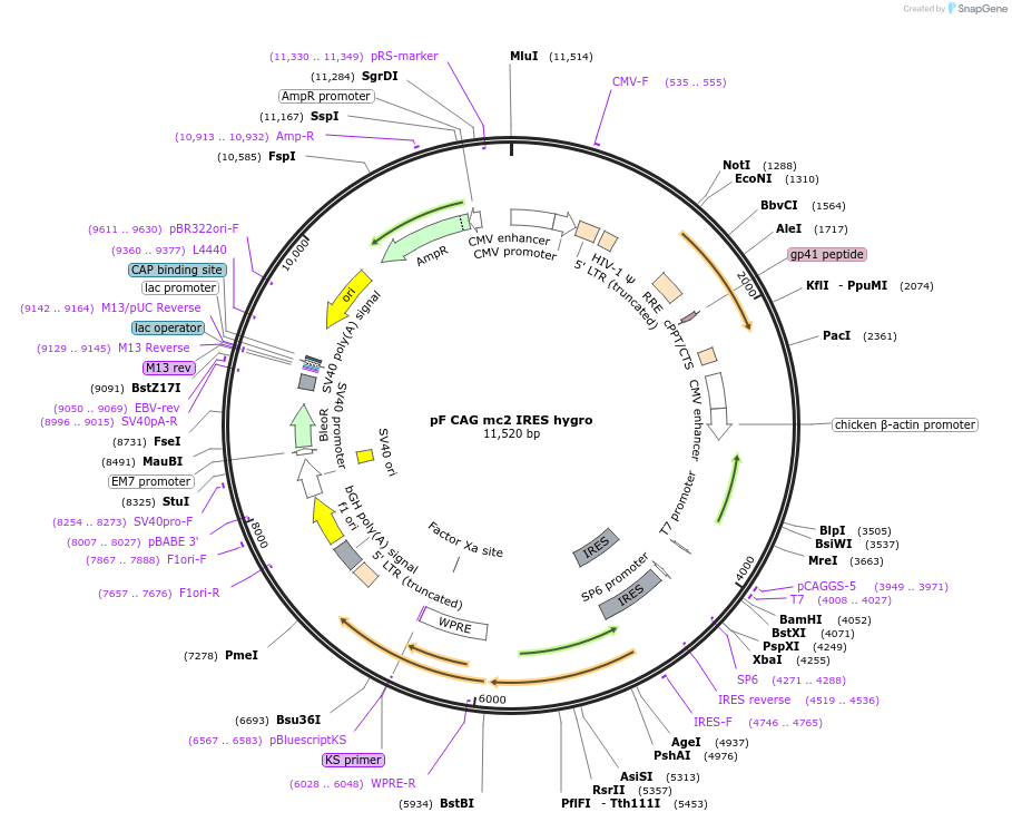 206234-plasmid-map-sequence-id-406231