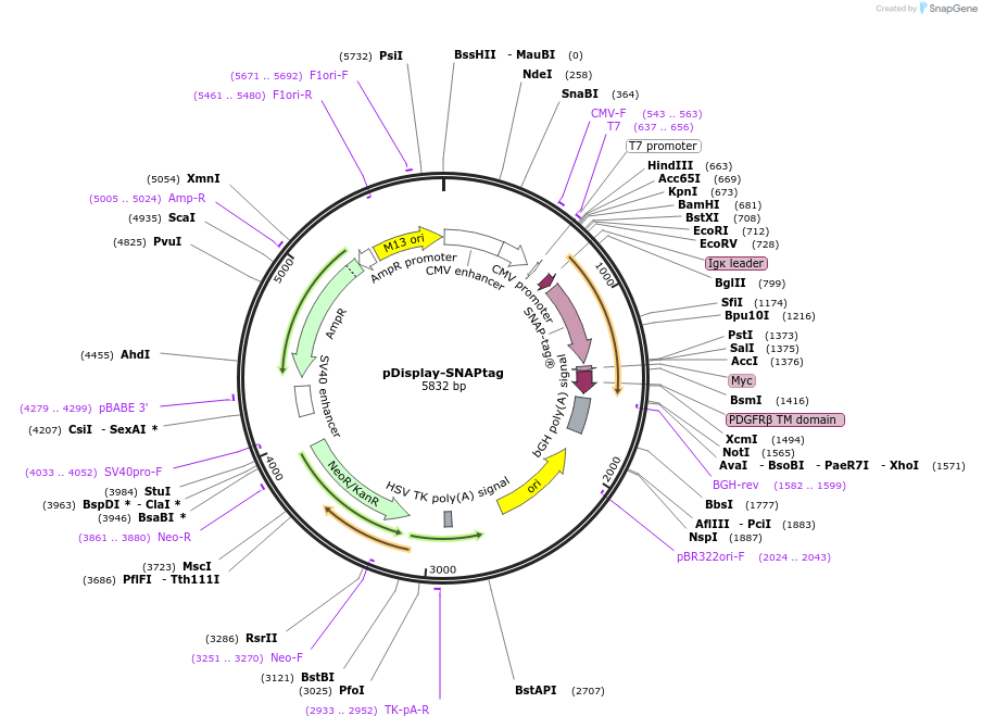 205094-plasmid-map-sequence-id-406232