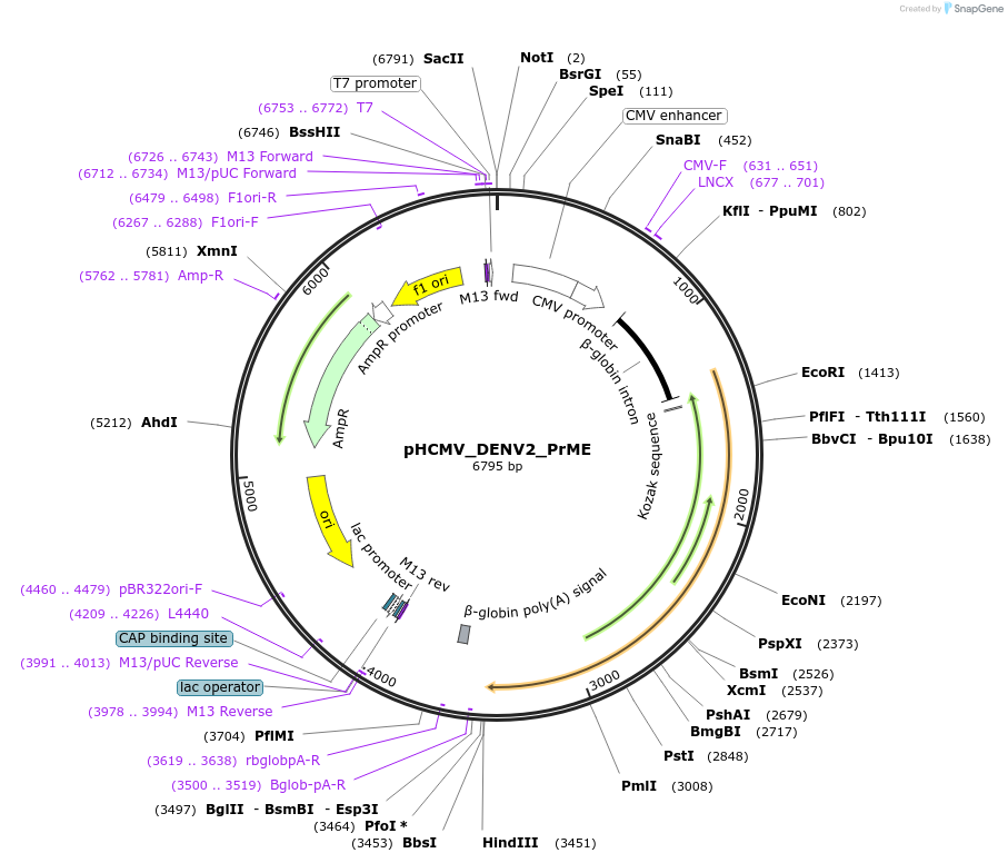 207264-plasmid-map-sequence-id-406233