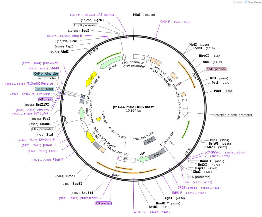 206235-plasmid-map-sequence-id-406235