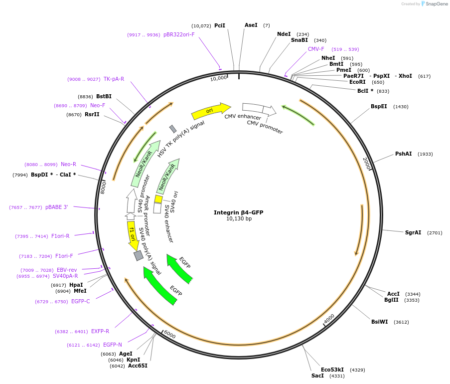 205092-plasmid-map-sequence-id-406239