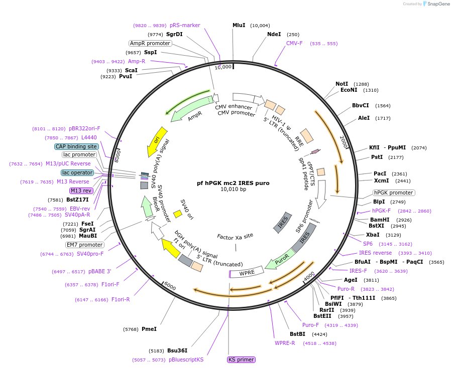 206237-plasmid-map-sequence-id-406241