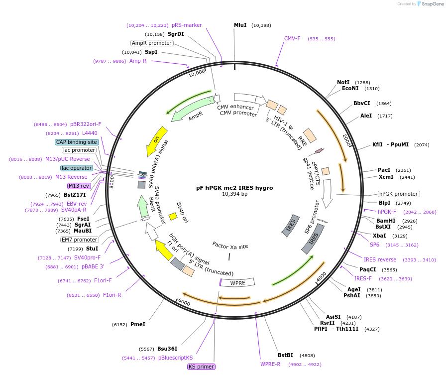 206238-plasmid-map-sequence-id-406243