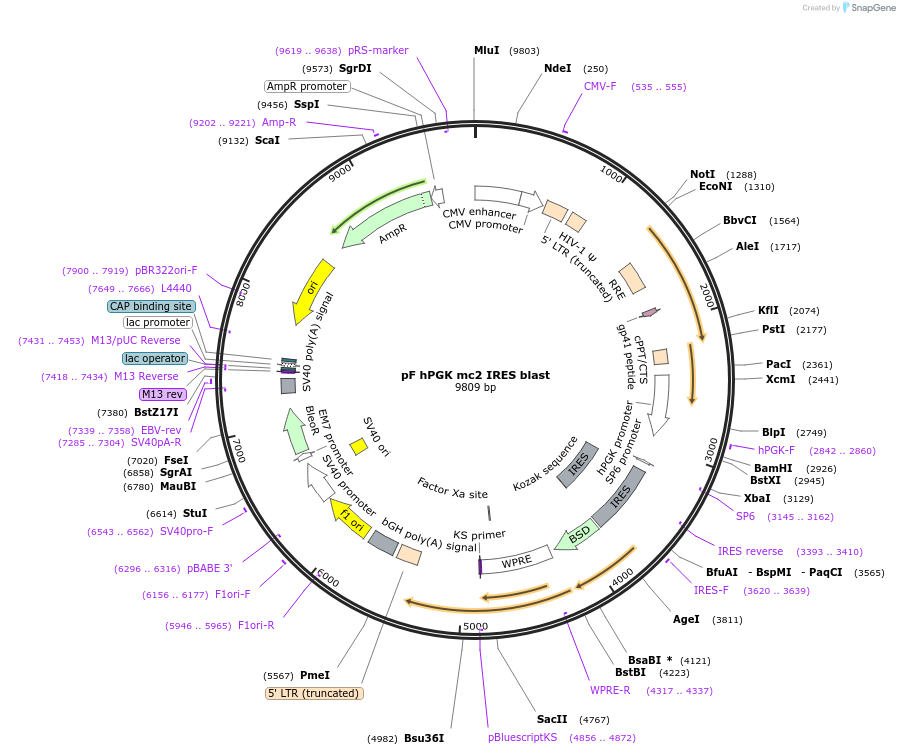 206239-plasmid-map-sequence-id-406244