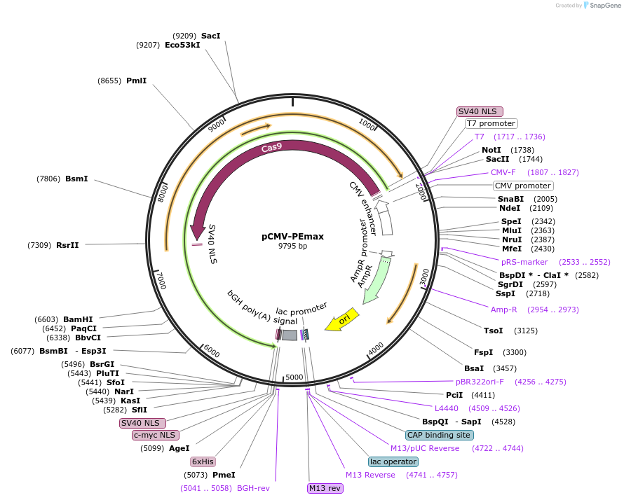 174820-plasmid-map-sequence-id-406249