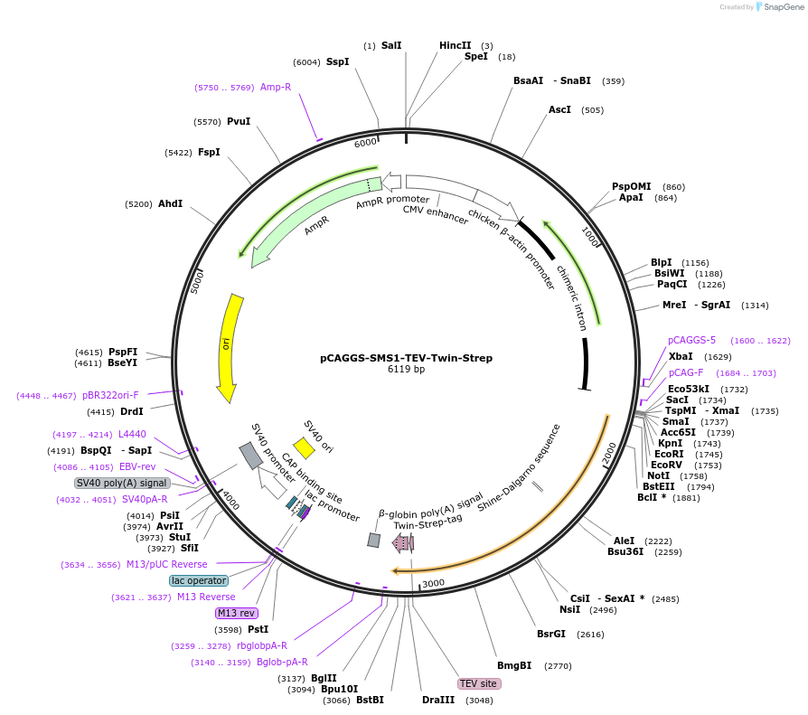 202528-plasmid-map-sequence-id-406371