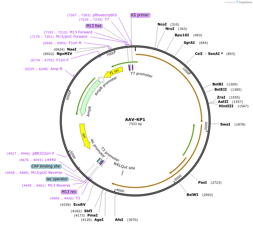 206504-plasmid-map-sequence-id-406372
