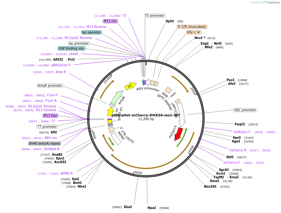 206964-plasmid-map-sequence-id-406379