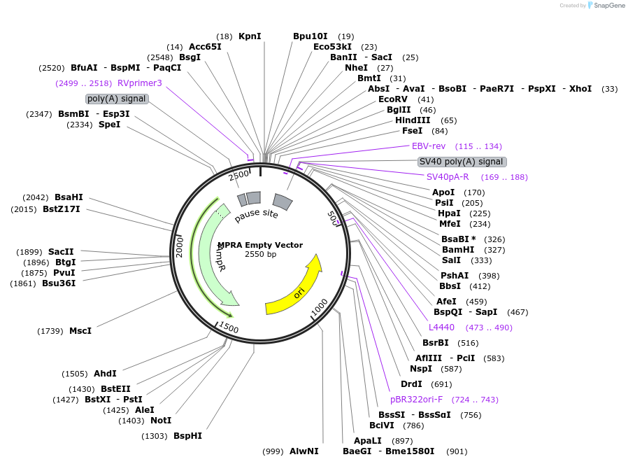 204865-plasmid-map-sequence-id-406382